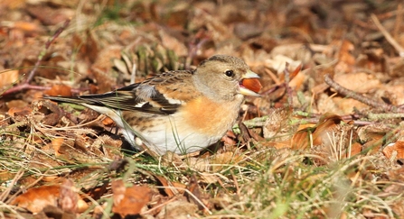 Brambling, Margaret Holland