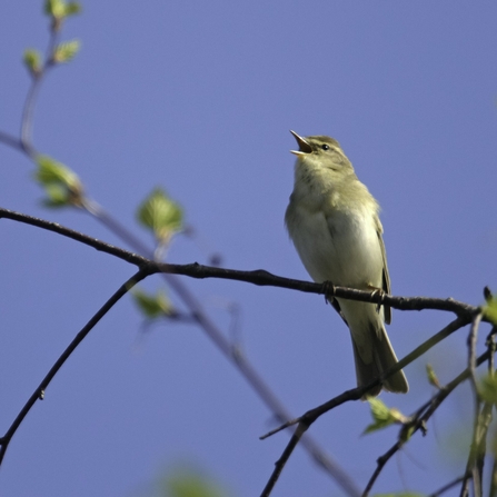 Willow warbler singing in birch tree at Frensham Common nature reserve in Surrey