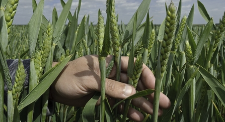 Wheat crop and farmer