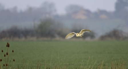 Barn owl in winter