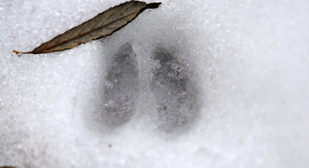 Deer Track in the Snow. Credit: Amy Lewis