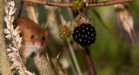 Harvest mouse