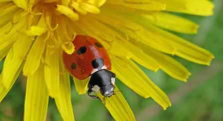 Ladybird on Dandelion Rachel Scopes