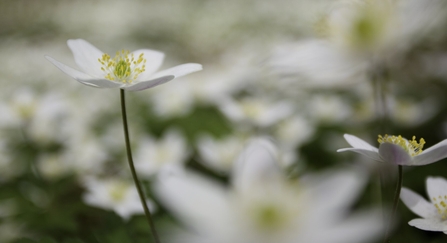 Wood Anemone