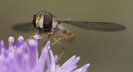 Marmalade hoverfly