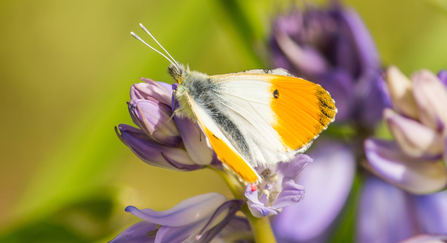 Orange tip butterfly