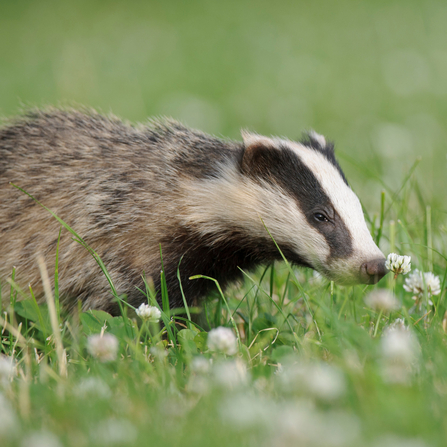 Badger