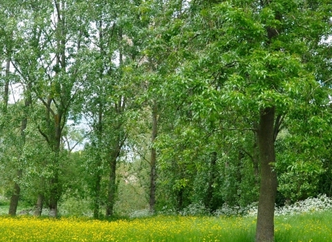 Abbey Green Park May flowers