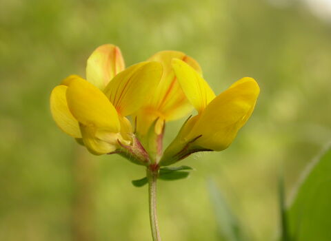 Common Bird's-foot-trefoil