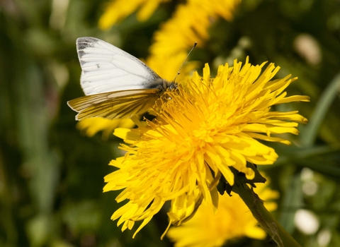 Green-veined White on Common Dandelion