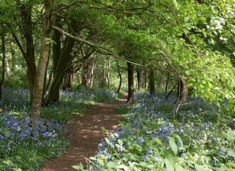 Crackley Wood Bluebells