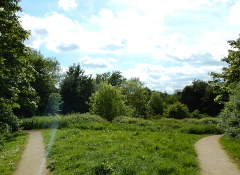 Daffern's Wood paths Joe Stuart