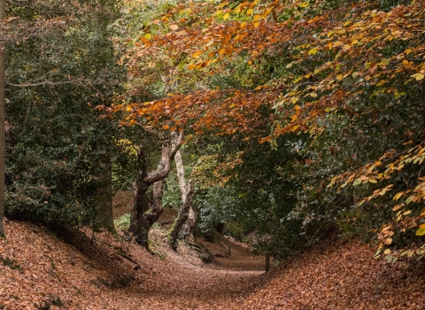 Kenilworth Common Autumn Landscape