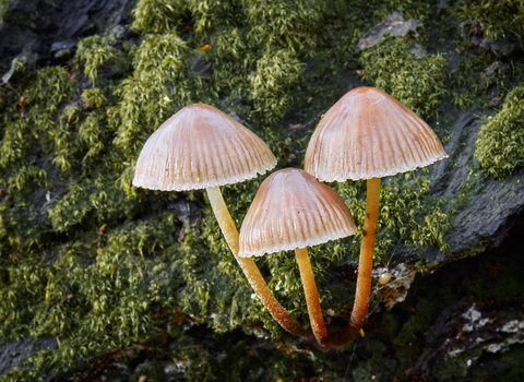 Clowes Wood Glistening ink caps