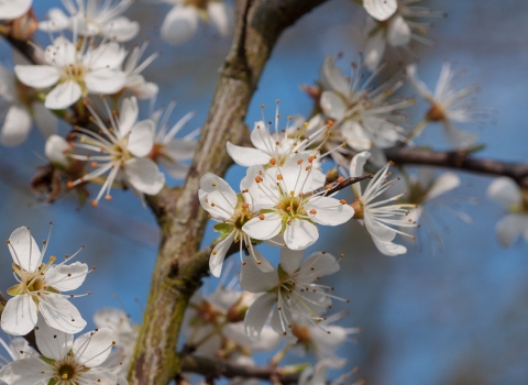 Blackthorn - Steven Cheshire (WWT)