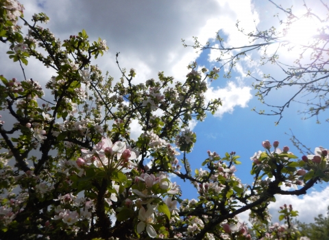 Elmdon Manor blossom George Green