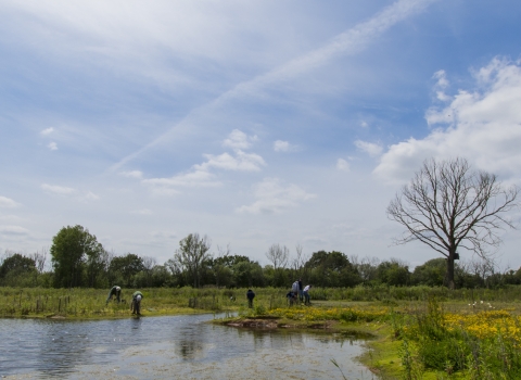 Newlands Reedbed copyright Steven Cheshire (WWT)