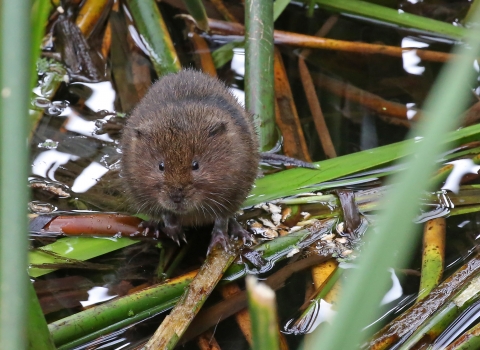 Water vole Margaret Holland