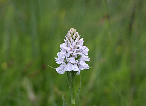 Common spotted orchid