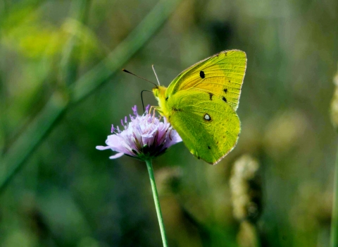 Clouded yellow butterfly Derek Moore Wildnet