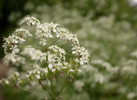 Cow parsley Philip Precey/Wildnet