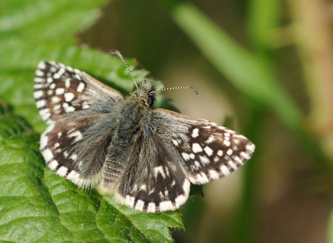 Grizzled skipper Steve Cheshire