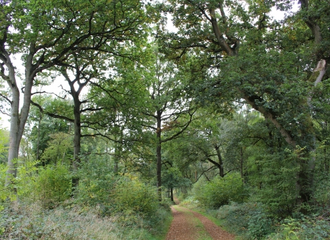 Wappenbury Wood Kate Sugden