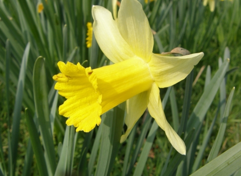 Harvest Hill Wild daffodil Steven Falk