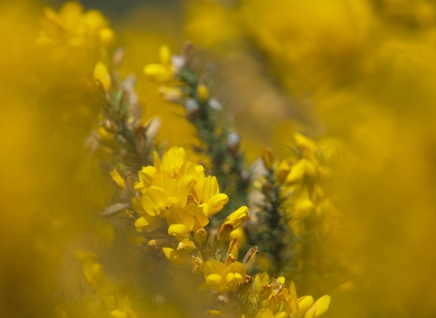 Gorse Neil Aldrige