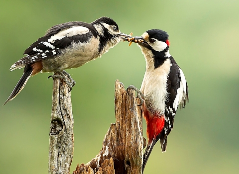 Great Spotted Woodpecker feeding junior Kathleen Everitt