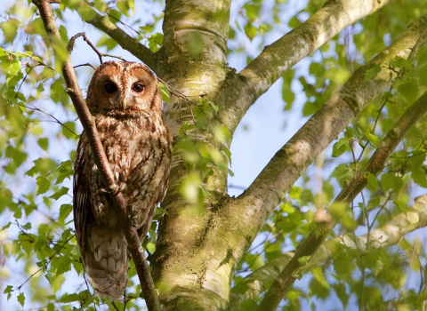 Tawny Owl Derek Lane