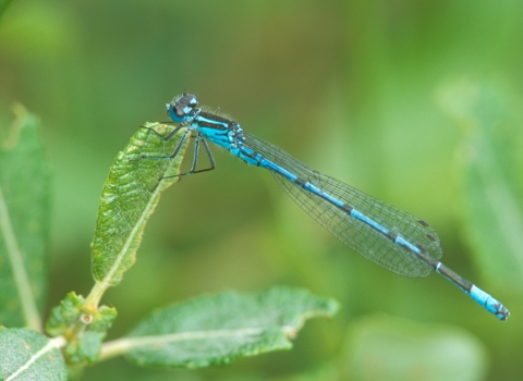 Azure Damselfly male Kay Reeve