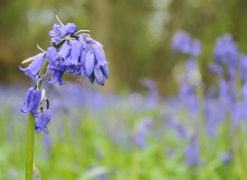 Bluebell Emma Richmond