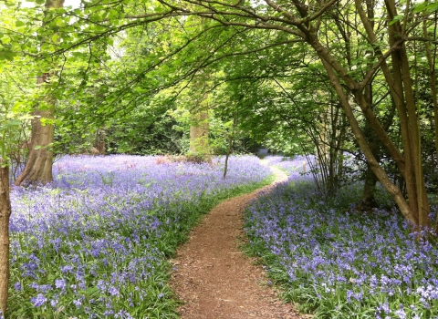 Tocil Wood Bluebells Ian Jelley