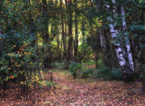 Claybrookes Marsh Credit Joyce James 2018