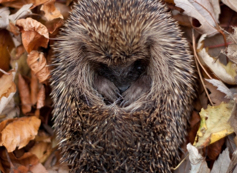 Hedgehog curled in leaves Credit Tom Marshall