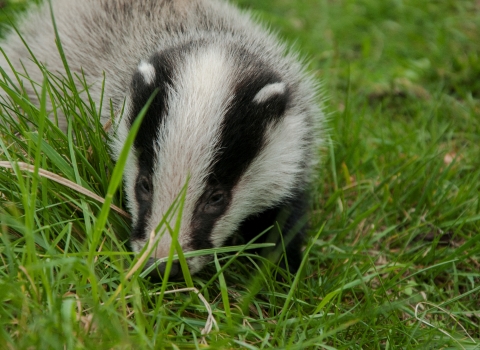 Badger cub Brandon credit Steven Cheshire