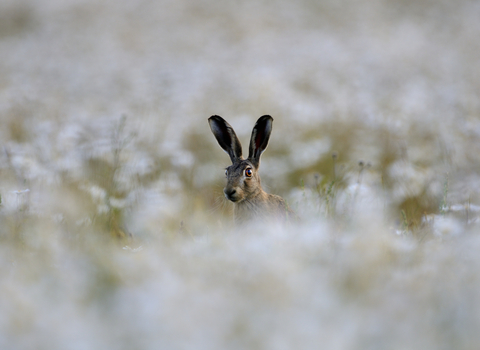 Brown hare - Credit David Tipling 2020 Vision