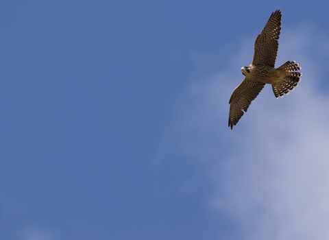 Peregrine in flight