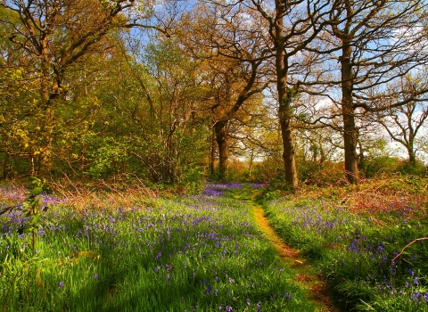 Photo comp 2018 Bluebell woodland Raymond Majrowski