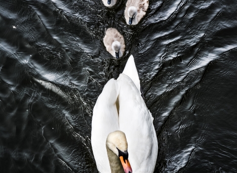 Photo comp 2018 Family of Swans James Benwell