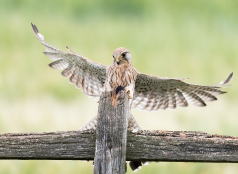 Photo comp 2018 Kestrel Linus Etchingham