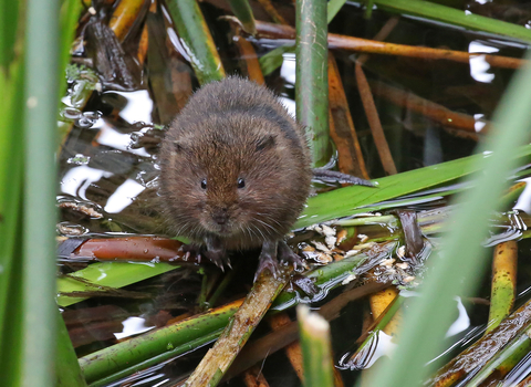 Water vole in river Credit Margaret Holland