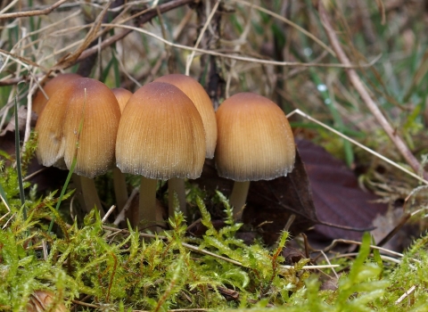 Glistening Inkcaps Cuttle Pool Credit Nick Wood Flickr