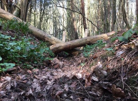 Natural Flood Management