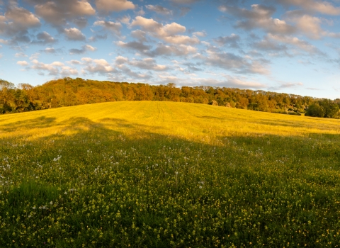 Radway Meadows Evening May 2019 Credit Steve Gale