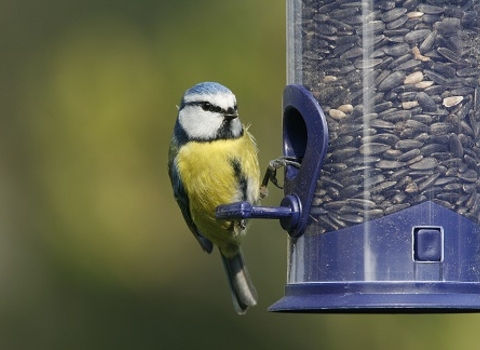 Blue tit on feeder Credit Nicholas Watts