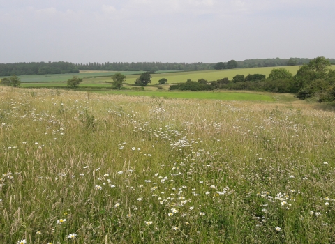 Floristically enhanced field corner - credit Zoe Bell