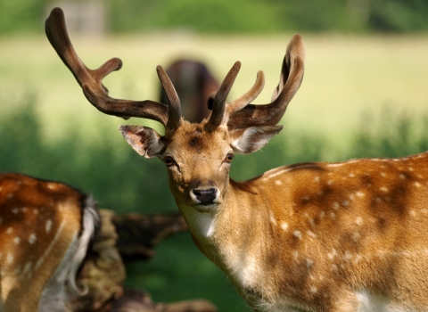 Fallow Deer Credit Gillian Day Wildnet