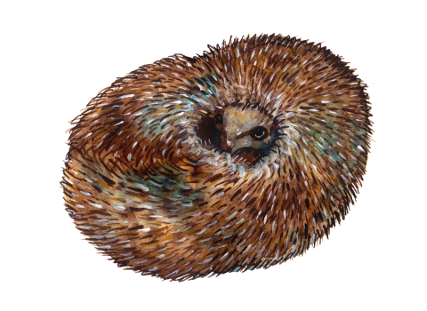 Curled-Hedgehog-Illustration